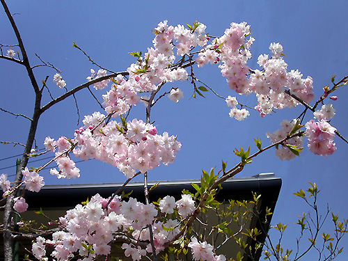 2011年「春」自宅の桜(下から) pic_110417-1