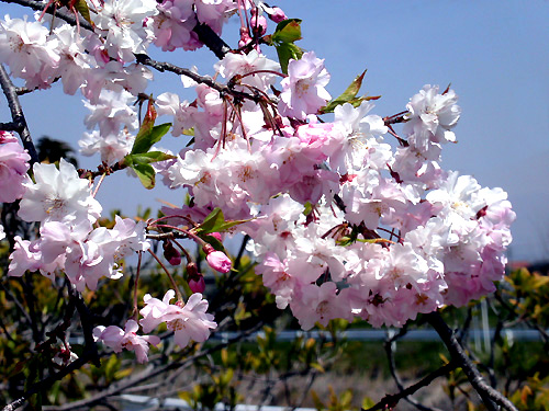 2011年「春」自宅の桜(アップ) pic_110417-2