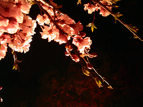 2011年「春」自宅の桜(夜桜) pic_110417-n